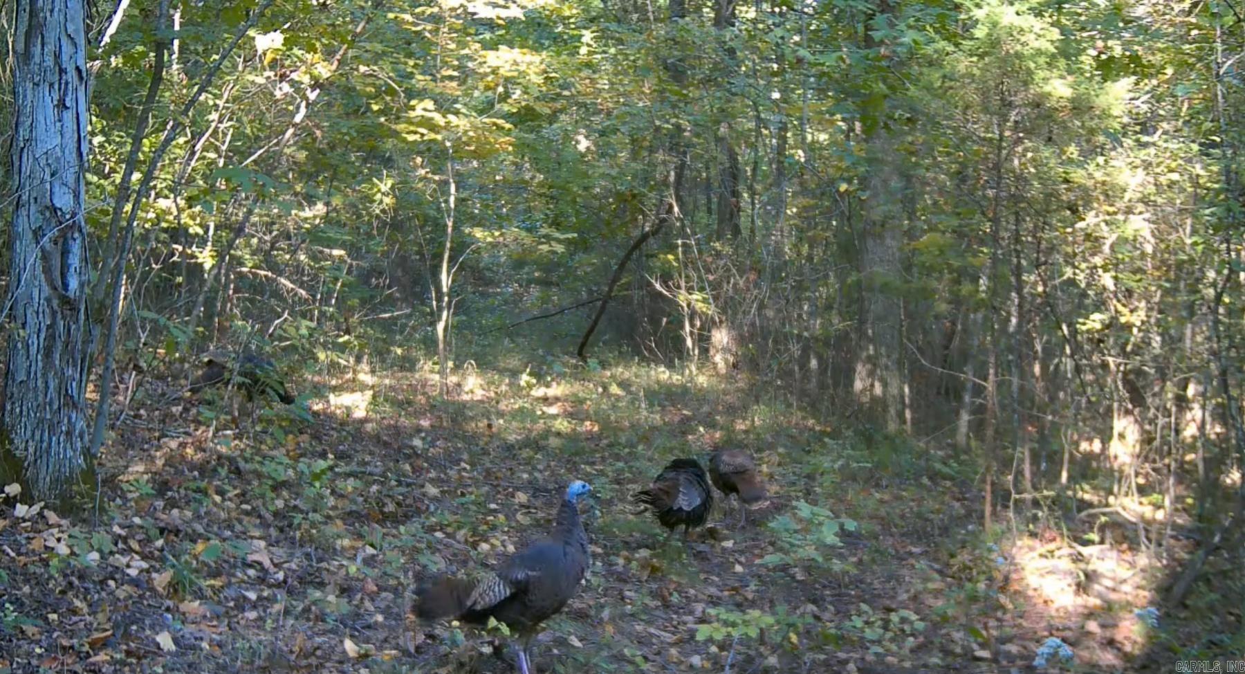 Photo 45 - Vacant Land for sale – 0000  Whiskey Creek   Batesville, AR