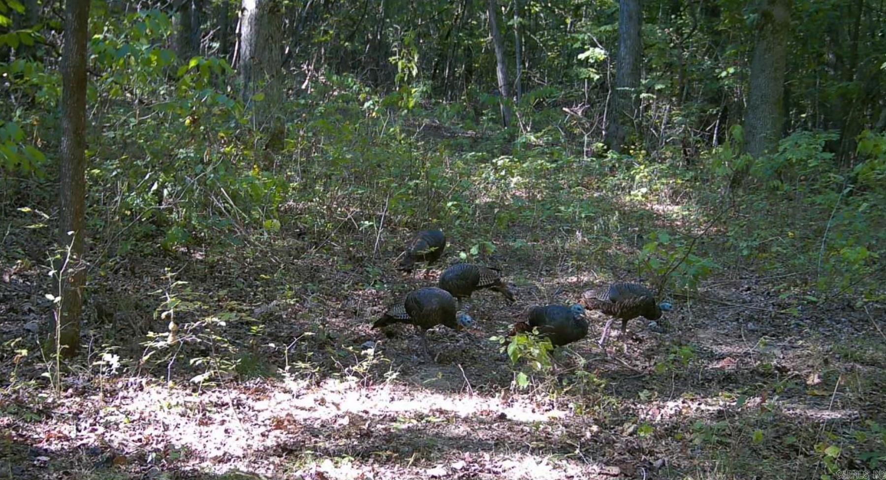 Photo 47 - Vacant Land for sale – 0000  Whiskey Creek   Batesville, AR