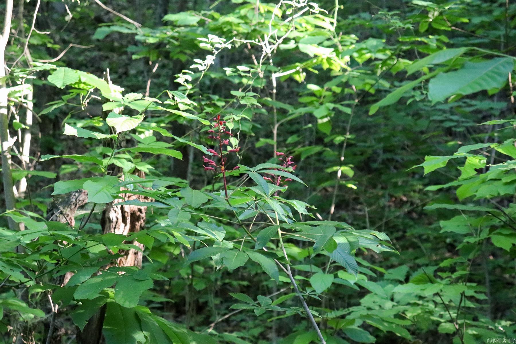 Photo 10 - Vacant Land for sale – 0000  Whiskey Creek   Batesville, AR