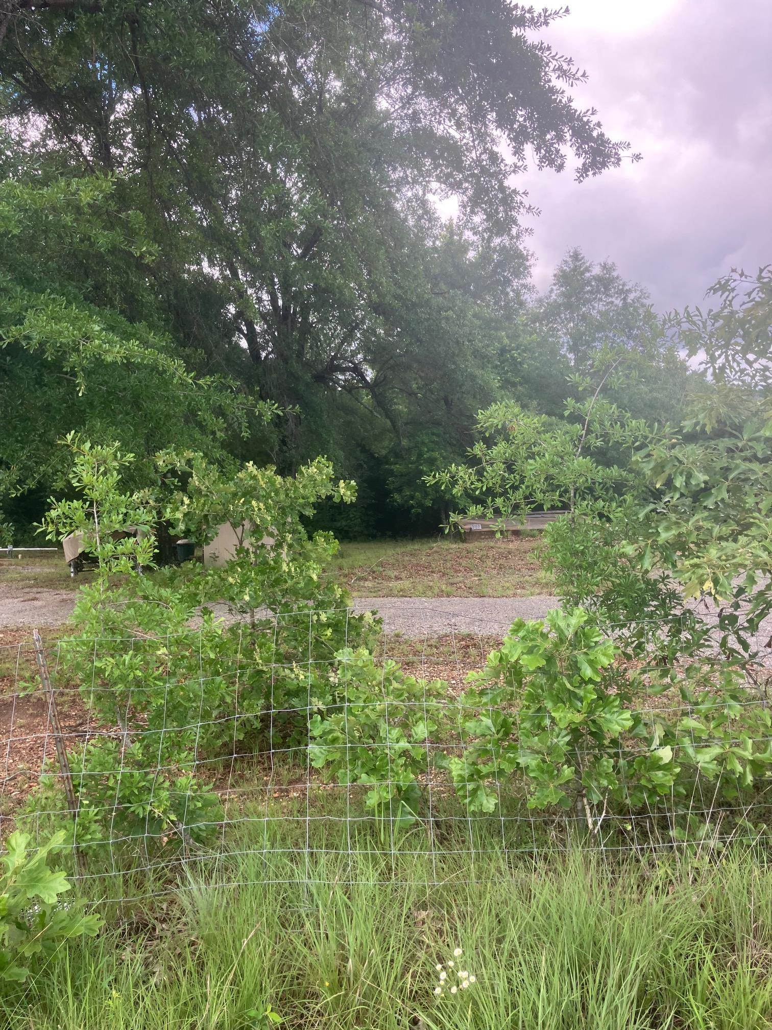 Photo 7 - Vacant Land for sale – 8521  Byron Road   Salem, AR