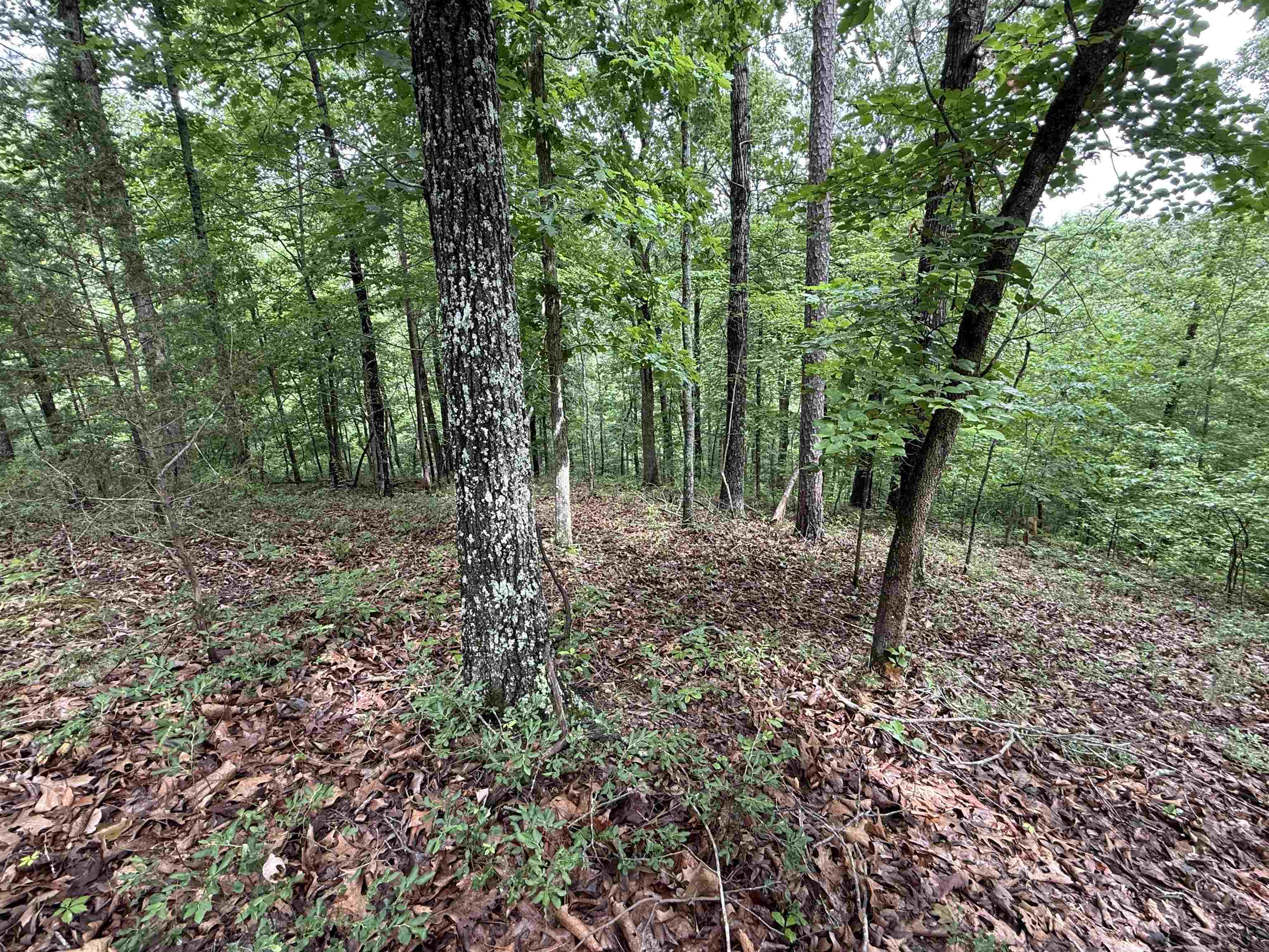 Photo 24 - Vacant Land for sale – 120  Cr 23   Melbourne, AR