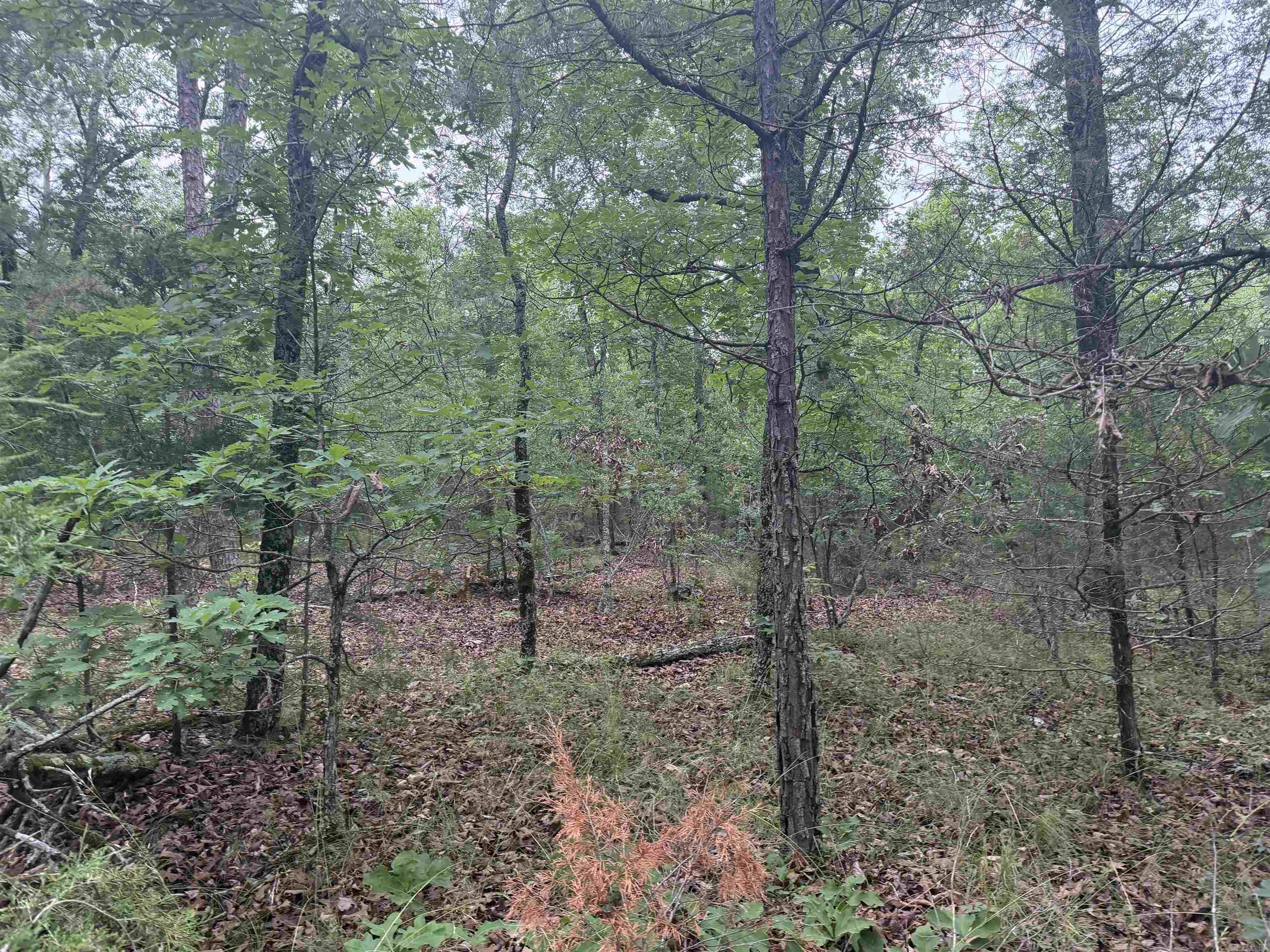 Photo 20 - Vacant Land for sale – 1031  Old Dolph Road   Calico Rock, AR