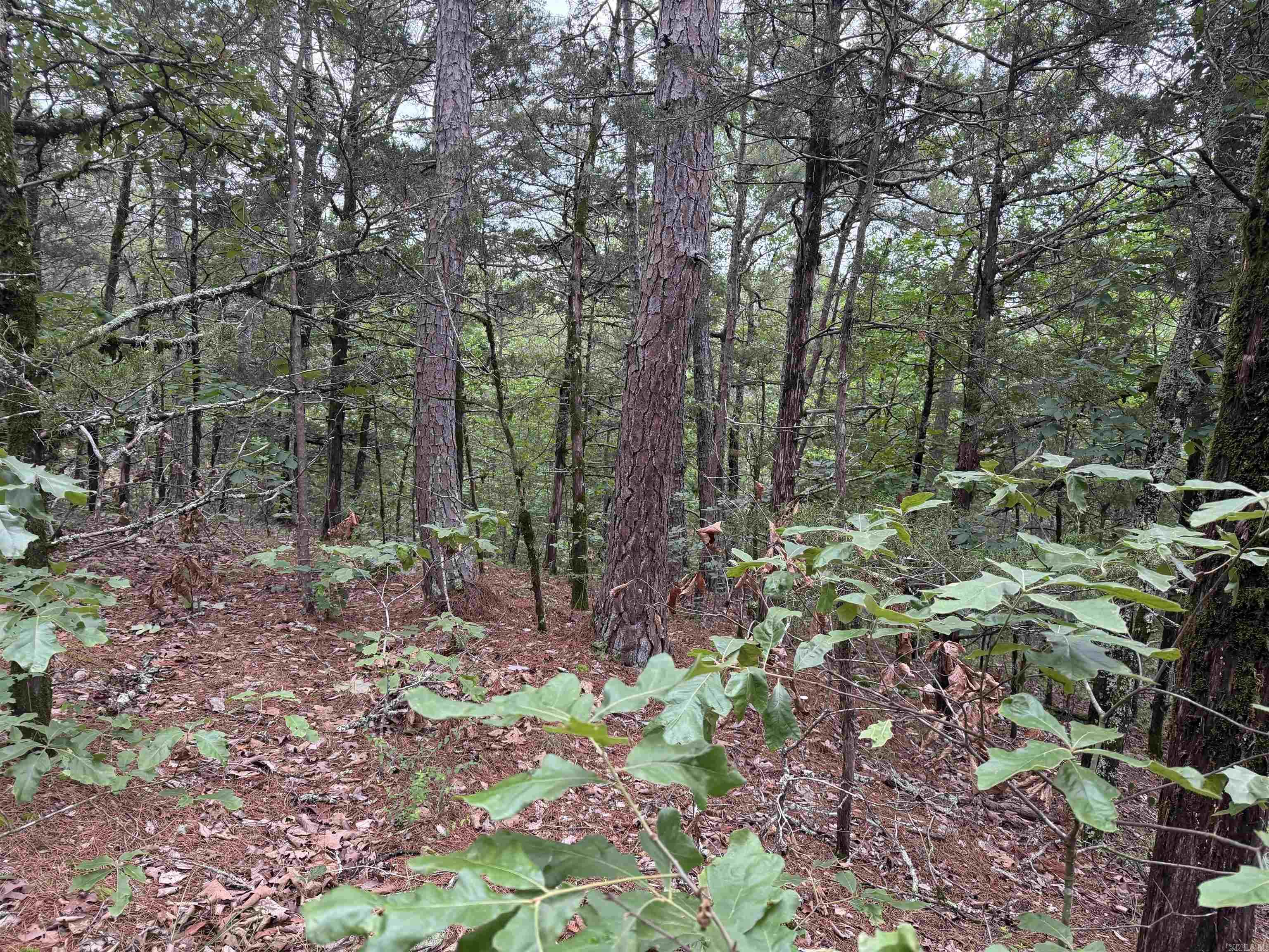Photo 3 - Vacant Land for sale – 1031  Old Dolph Road   Calico Rock, AR