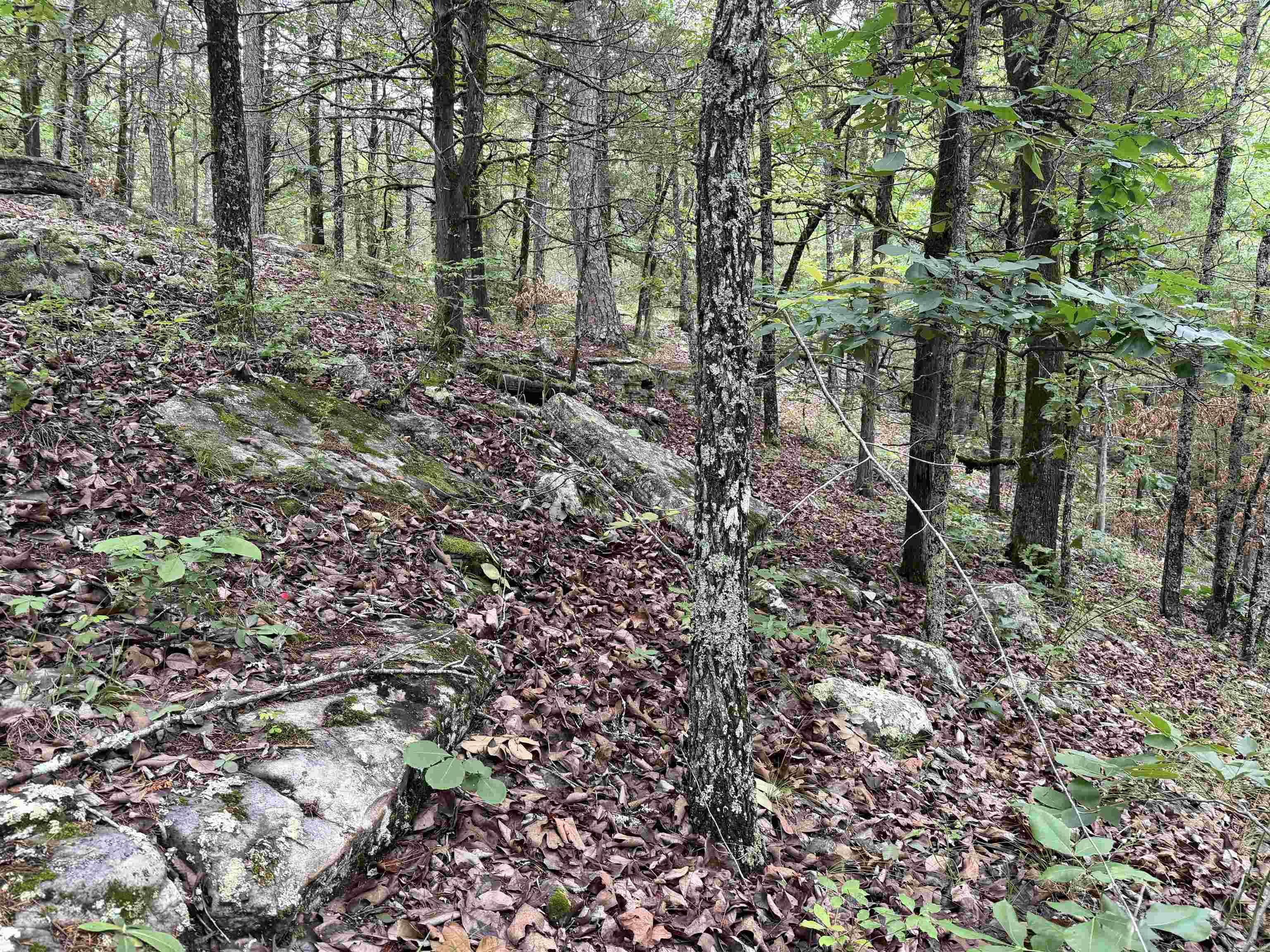 Photo 5 - Vacant Land for sale – 1031  Old Dolph Road   Calico Rock, AR