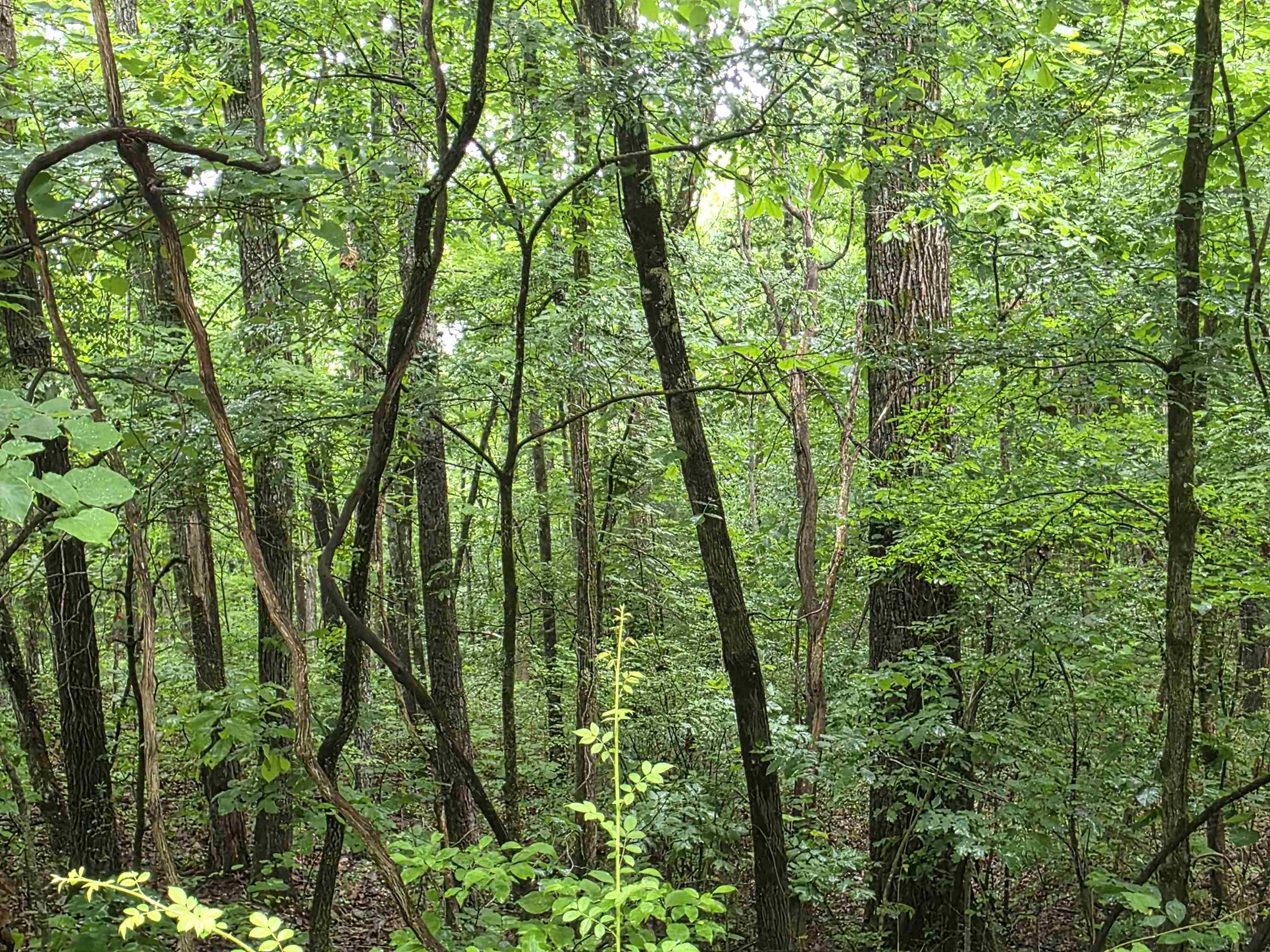 Vacant Land for sale – L-47, B-2  Saskatchewan   Cherokee Village, AR