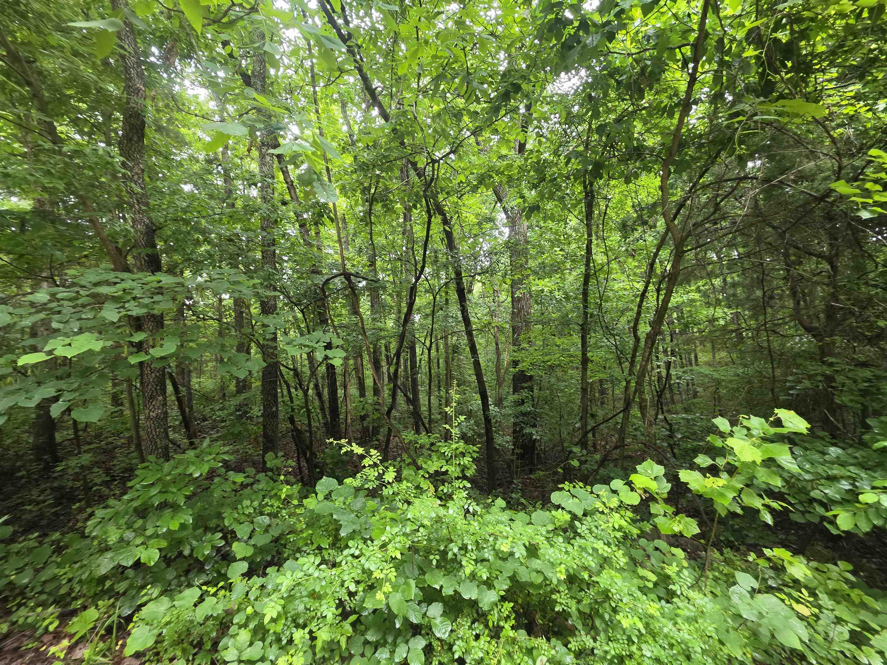 Photo 21 - Vacant Land for sale – L-47, B-2  Saskatchewan   Cherokee Village, AR