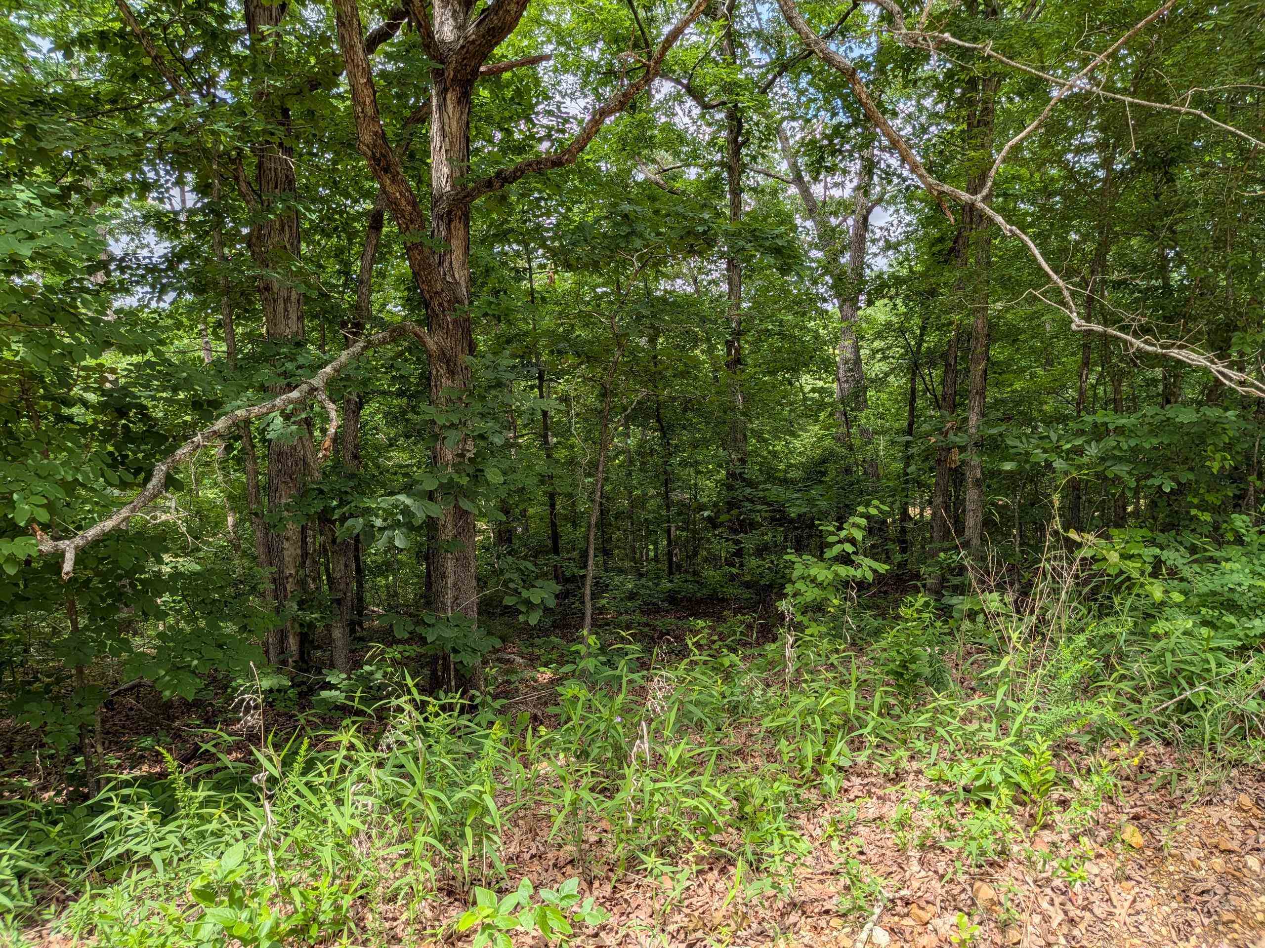 Photo 2 - Vacant Land for sale –   East Lakeshore   Ozark Acres, AR