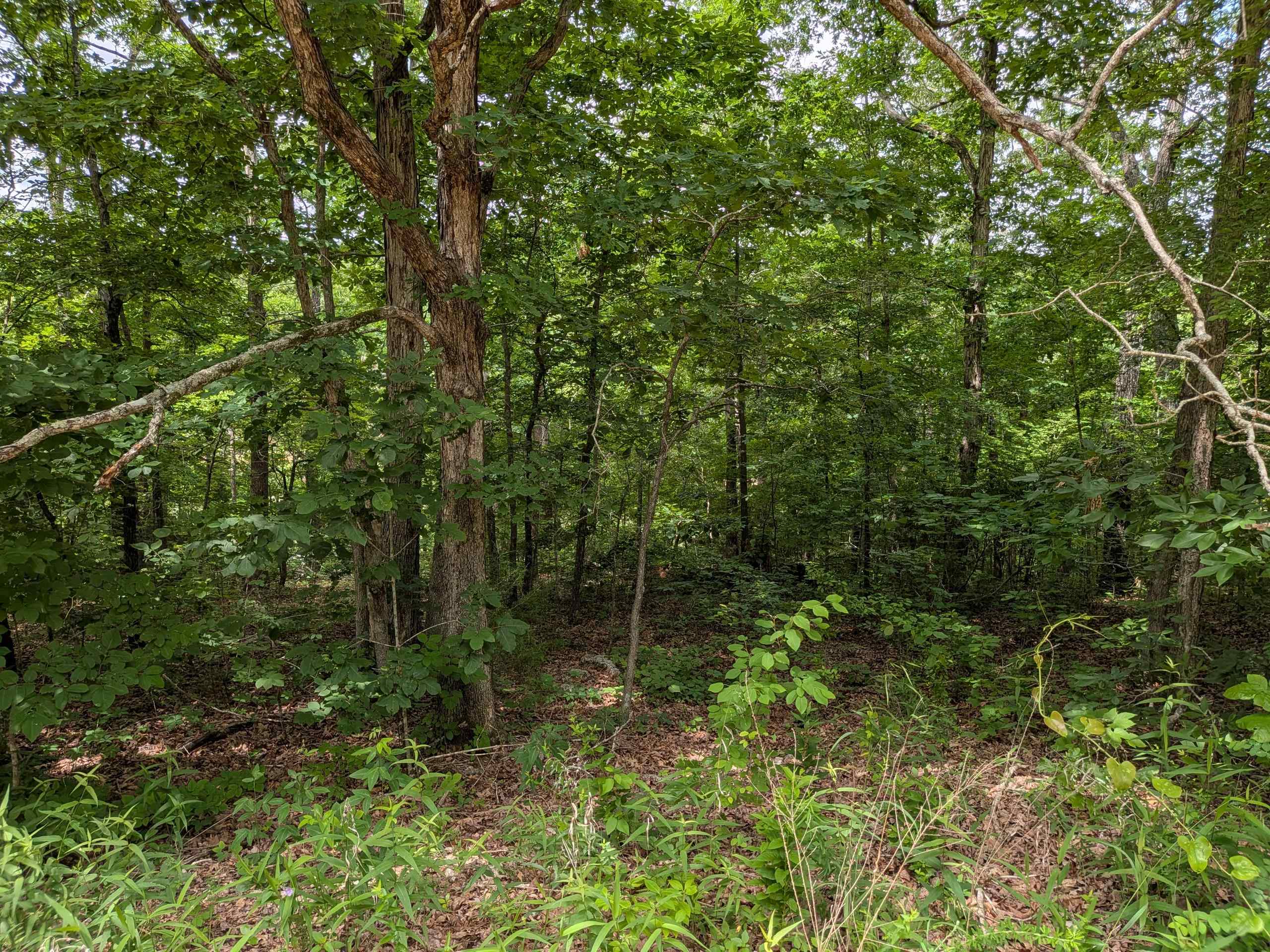 Photo 4 - Vacant Land for sale –   East Lakeshore   Ozark Acres, AR