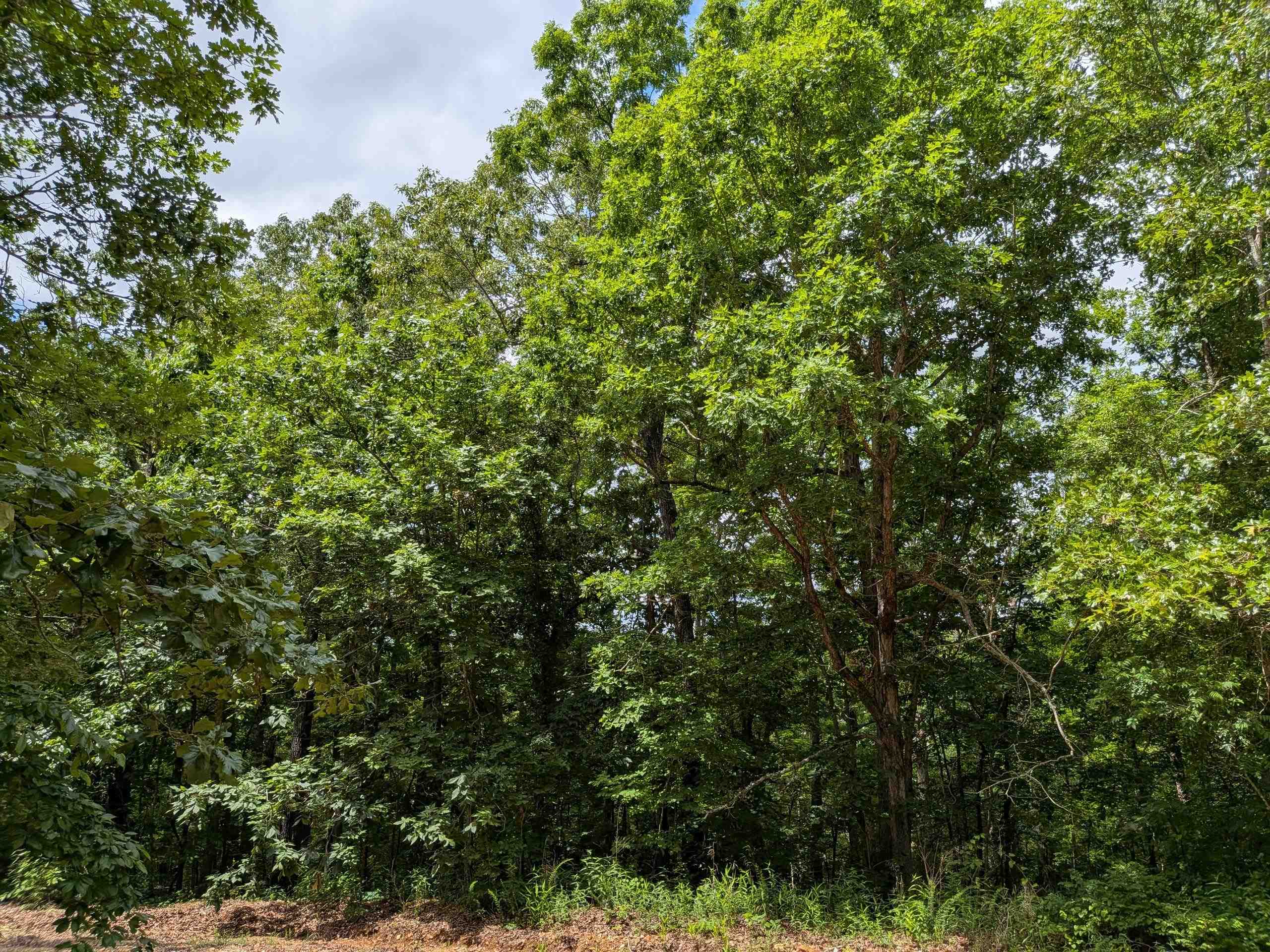 Photo 5 - Vacant Land for sale –   East Lakeshore   Ozark Acres, AR