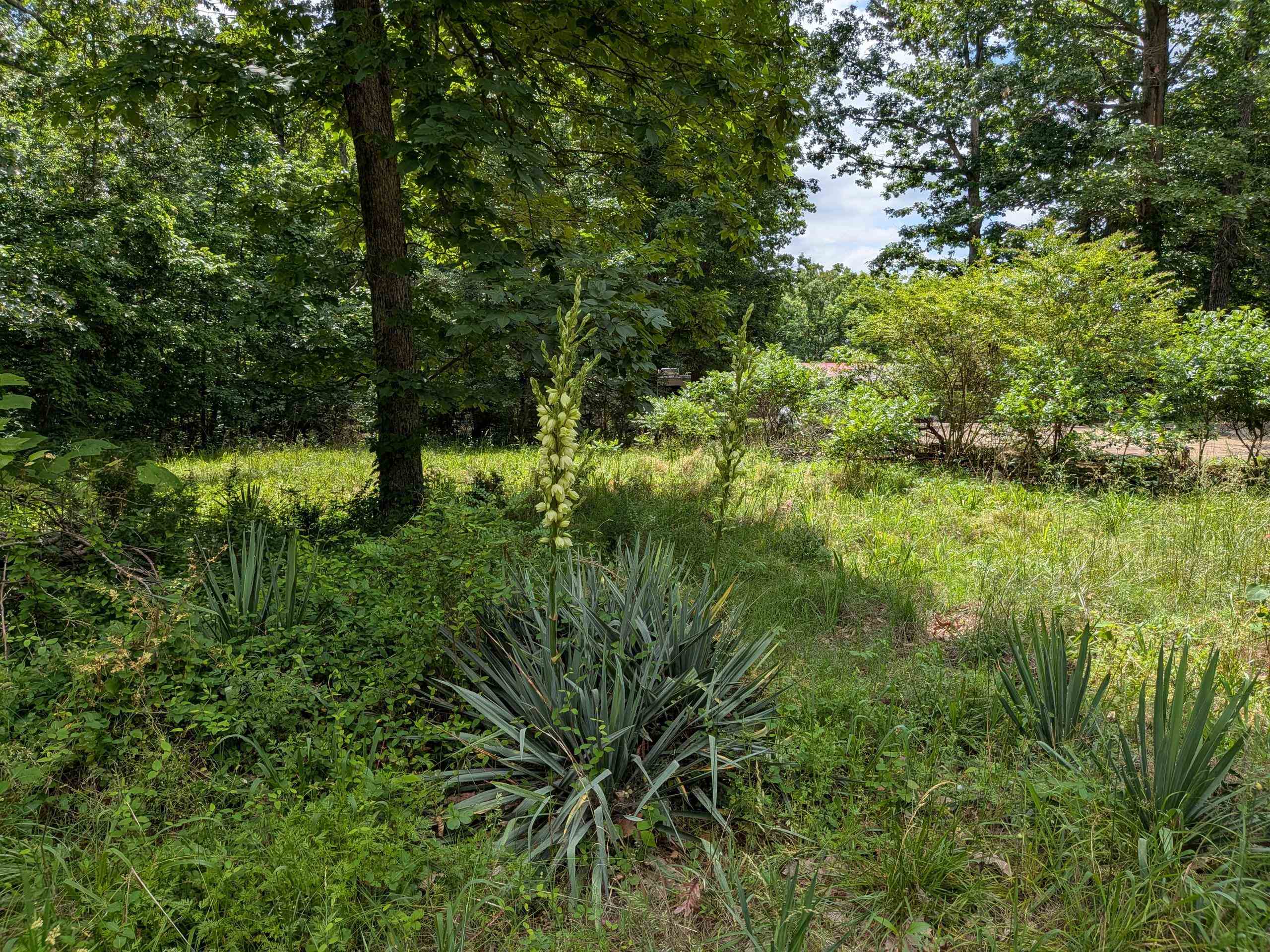 Photo 6 - Vacant Land for sale –   Dogwood   Ozark Acres, AR
