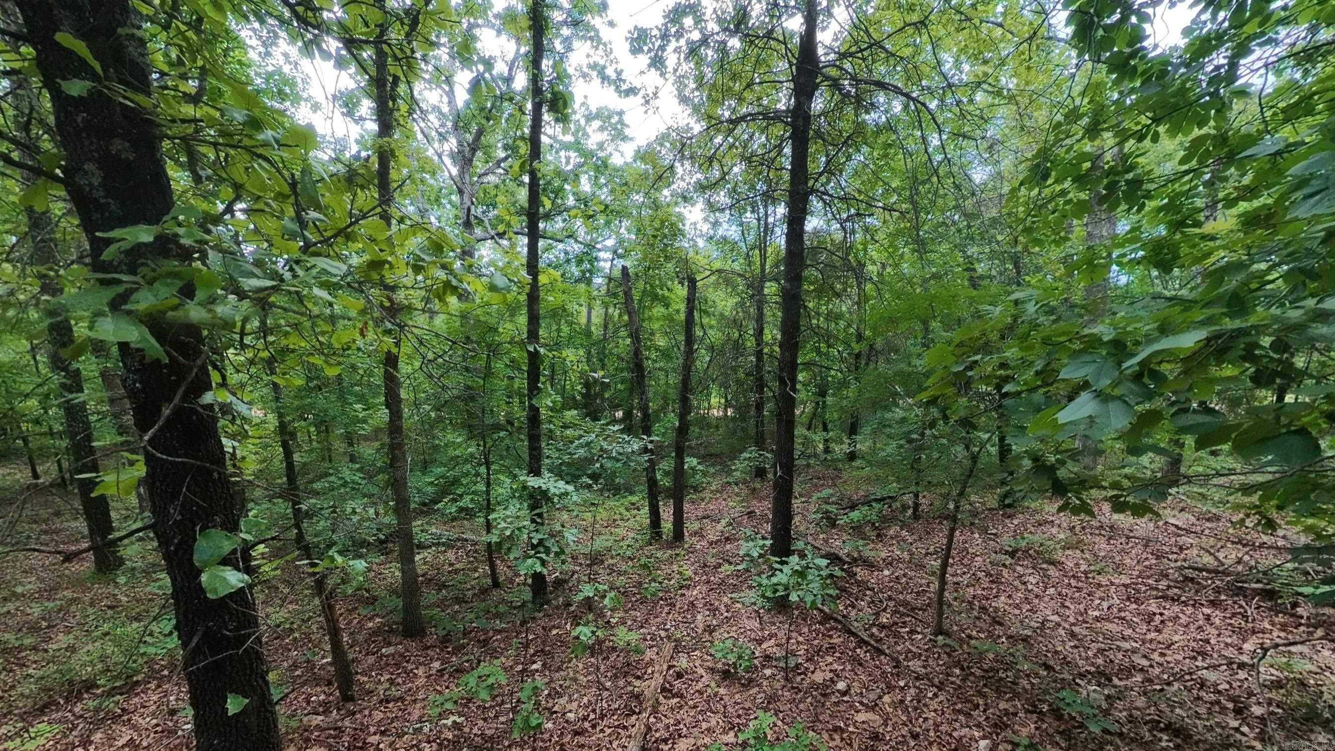 Photo 9 - Vacant Land for sale – 000 N Camp Creek   Mammoth Spring, AR