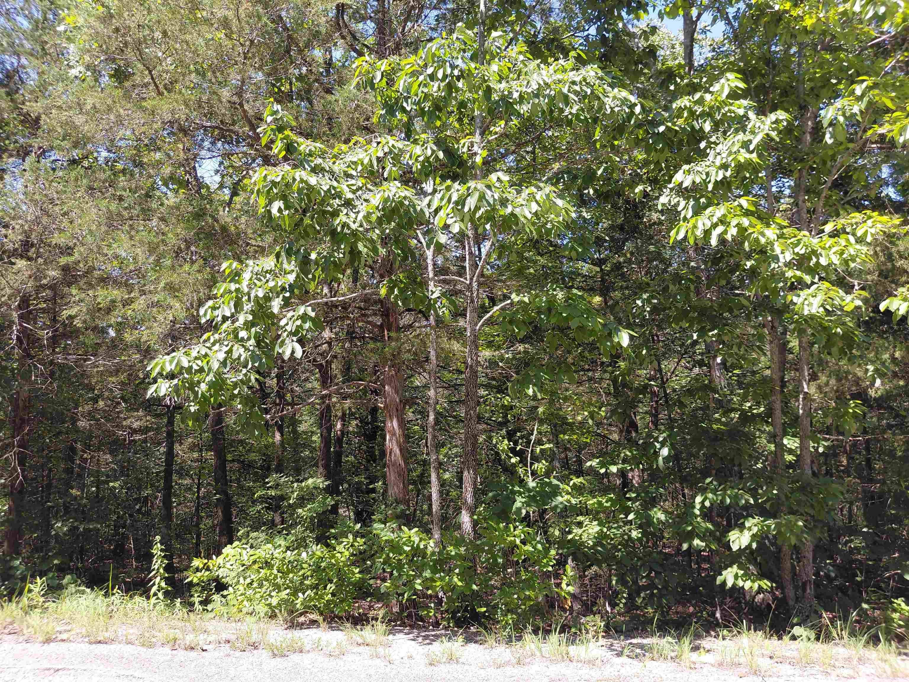 Photo 4 - Vacant Land for sale –   San Ildelfonso   Cherokee Village, AR